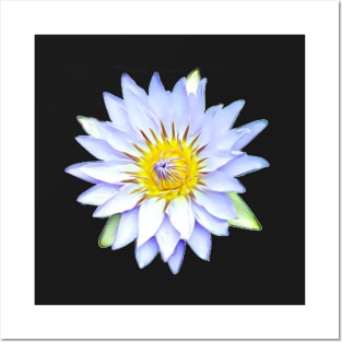 White Water Lily Artistic Style Pattern Posters and Art